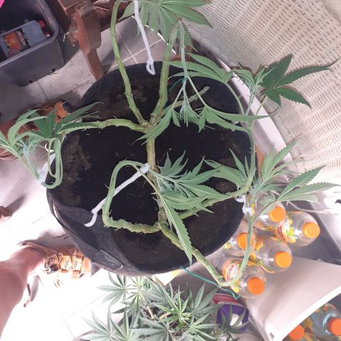 Gorilla Girl Fv growlog timeline photo