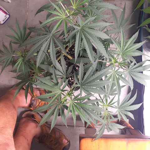 Gorilla Girl Fv growlog timeline photo