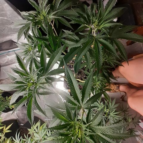 Gorilla Girl Fv growlog timeline photo