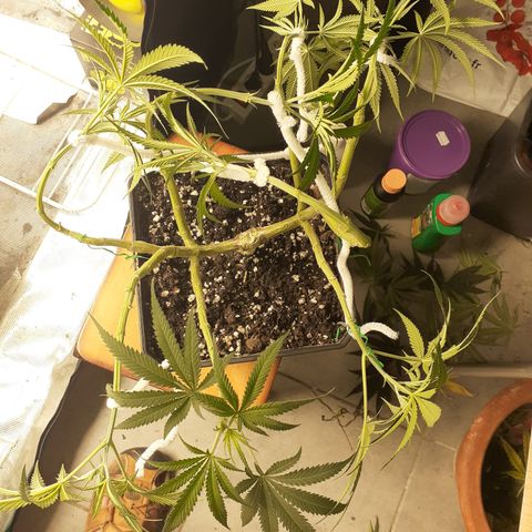 Gorilla Girl Fv growlog timeline photo