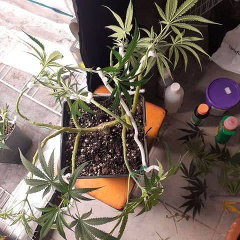 Gorilla Girl Fv growlog timeline photo