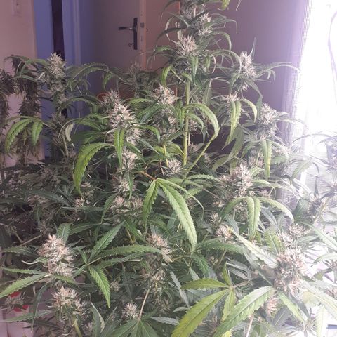 Purple punch Auto  growlog photo: Looks the best so far 