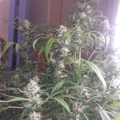 Purple punch Auto  growlog photo: Looks the best so far 