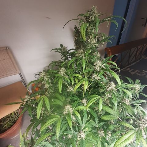 Purple punch Auto  growlog photo: Looks the best so far 