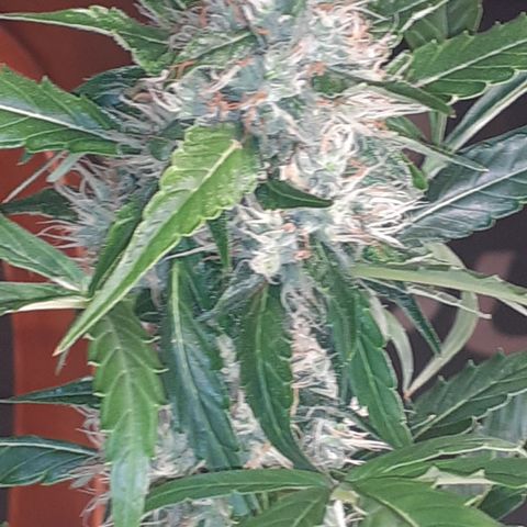 Purple punch Auto  growlog photo: Looks the best so far 
