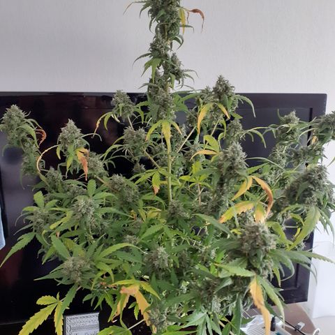 Gorilla Glue Auto  growlog timeline photo