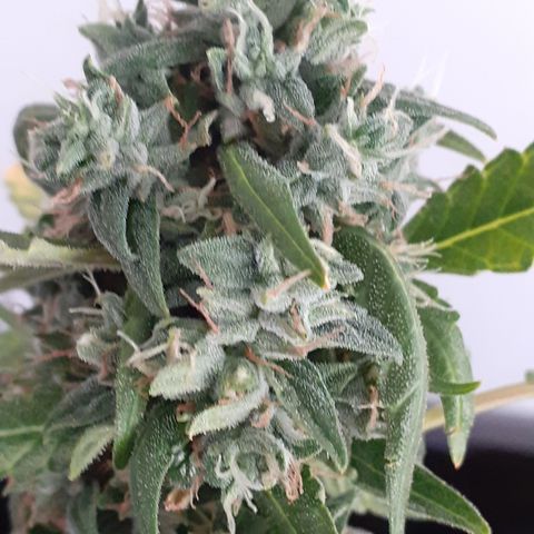 Gorilla Glue Auto  growlog timeline photo