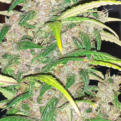 Red Critical Auto  growlog timeline photo
