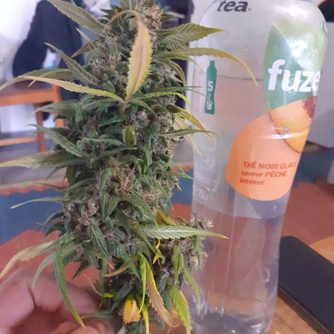 Red Critical Auto  growlog timeline photo