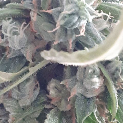 Gorilla Glue Auto  growlog timeline photo