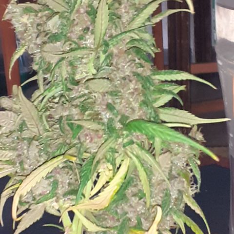 Red Critical Auto  growlog timeline photo