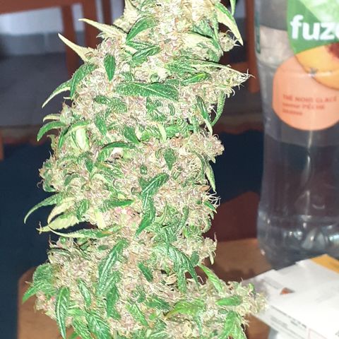 Red Critical Auto  growlog timeline photo