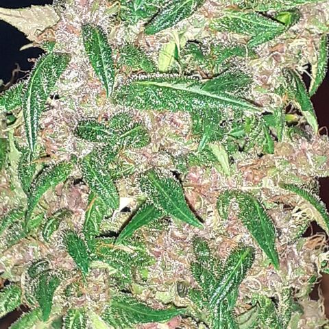 Red Critical Auto  growlog timeline photo