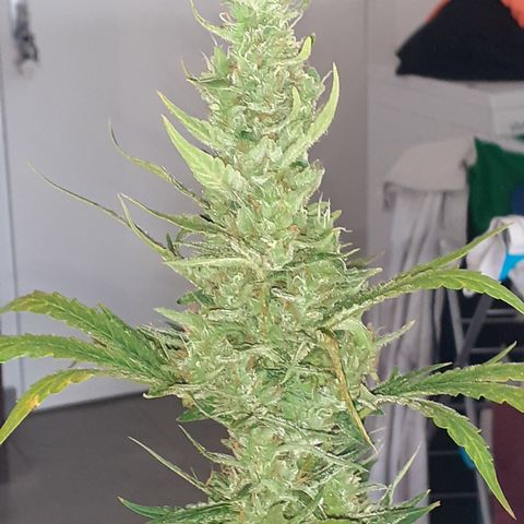 Bruce Banner Auto  growlog timeline photo