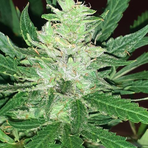 Bruce Banner Auto  growlog timeline photo