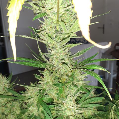 Bruce Banner Auto  growlog timeline photo
