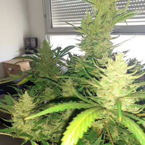Bruce Banner Auto  growlog timeline photo
