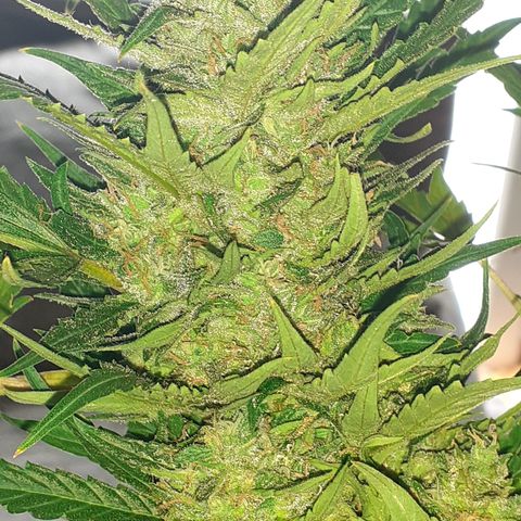 Bruce Banner Auto  growlog timeline photo