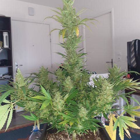 Bruce Banner Auto  growlog timeline photo