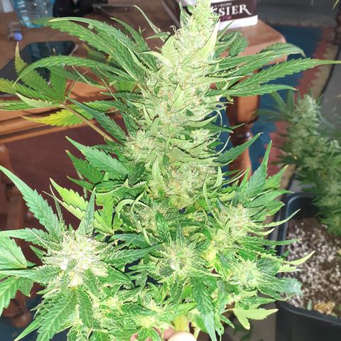 Bruce Banner Auto  growlog timeline photo