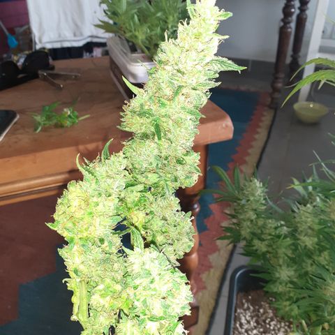 Bruce Banner Auto  growlog timeline photo