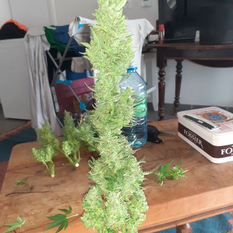 Bruce Banner Auto  growlog timeline photo