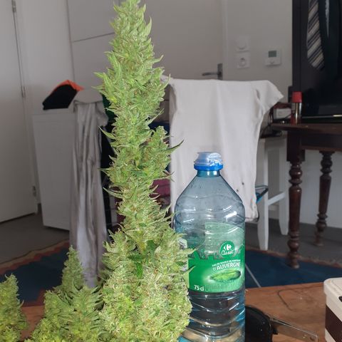 Bruce Banner Auto  growlog timeline photo