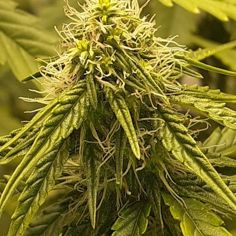 Lemon Kush Auto  growlog timeline photo