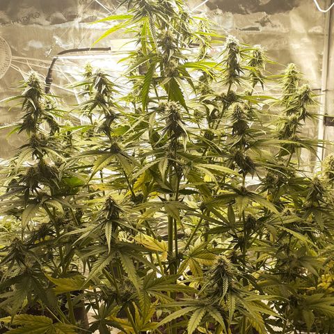 Lemon Kush Auto  growlog timeline photo