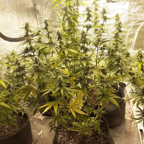 Lemon Kush Auto  growlog timeline photo