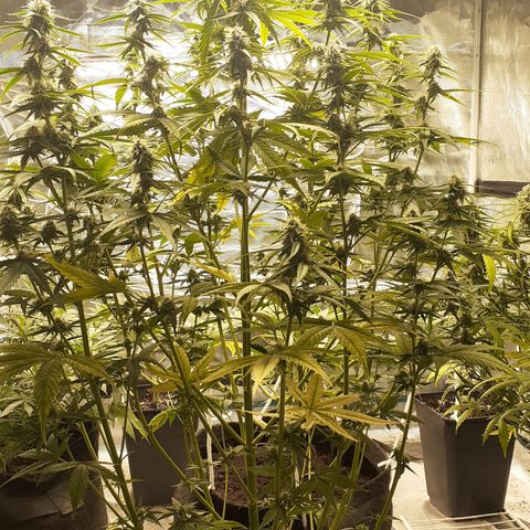Lemon Kush Auto  growlog timeline photo