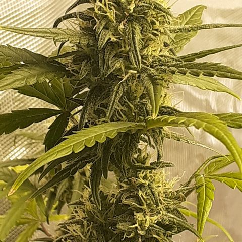 Gorilla Glue Auto  growlog timeline photo