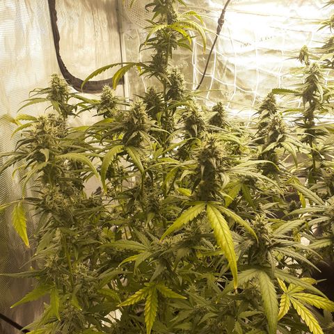 Gorilla Glue Auto  growlog timeline photo
