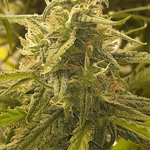 Gorilla Glue Auto  growlog timeline photo