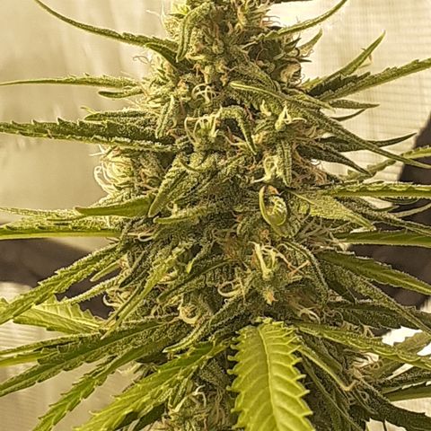 Gorilla Glue Auto  growlog timeline photo