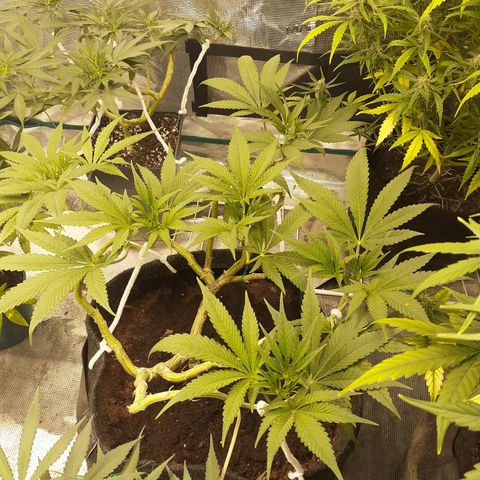 Gorilla Glue Auto  growlog timeline photo