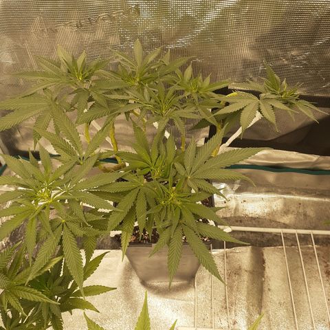 Gorilla Glue Auto  growlog timeline photo
