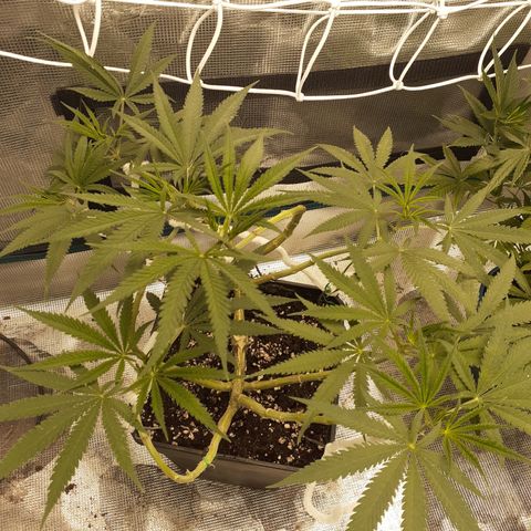 Gorilla Glue Auto  growlog timeline photo