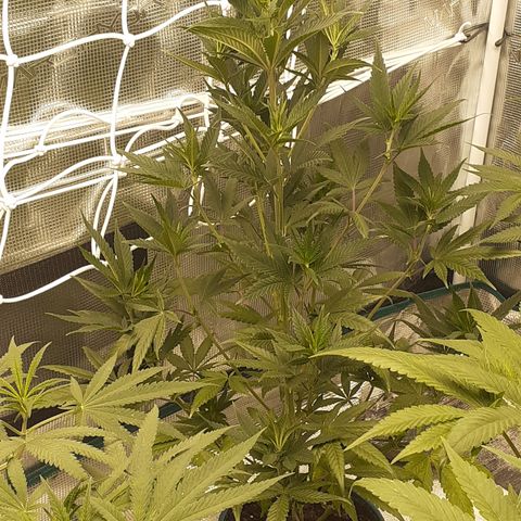 Gorilla Glue Auto  growlog timeline photo