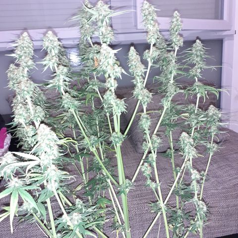 Lemon Kush Auto  growlog timeline photo