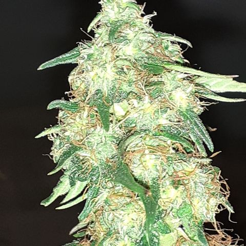 Lemon Kush Auto  growlog timeline photo