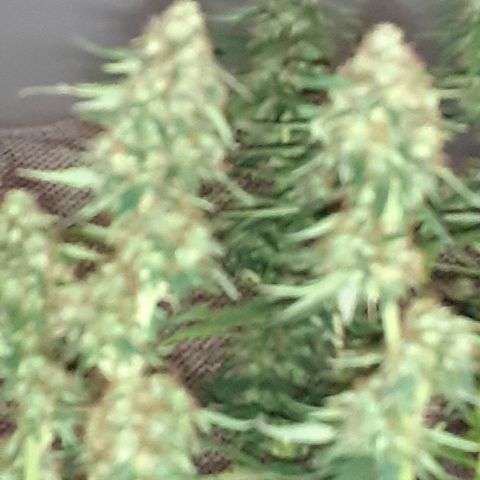 Lemon Kush Auto  growlog timeline photo