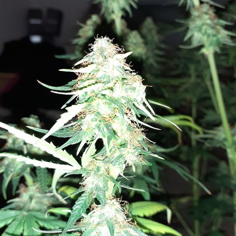 Lemon Kush Auto  growlog timeline photo
