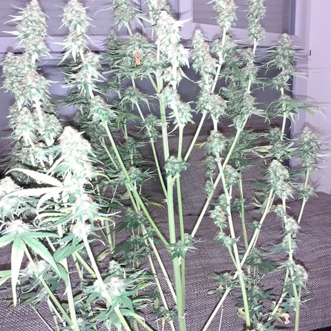 Lemon Kush Auto  growlog timeline photo