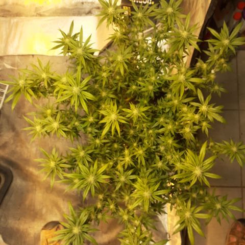 Pakistan Valley  growlog timeline photo