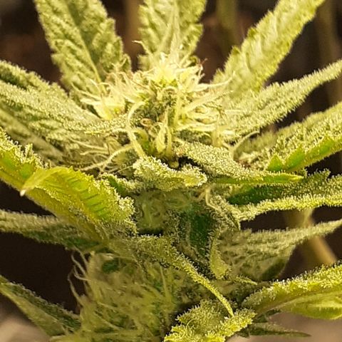 Gorilla Girl Fv growlog timeline photo