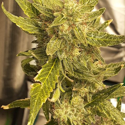 Gorilla Girl Fv growlog timeline photo