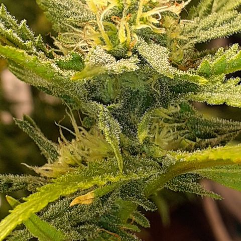 Gorilla Girl Fv growlog timeline photo