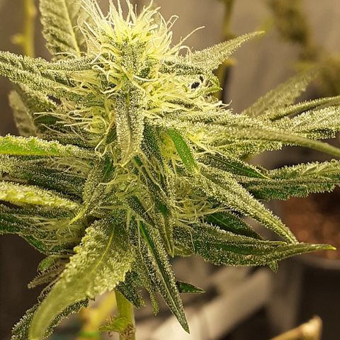 Gorilla Girl Fv growlog timeline photo