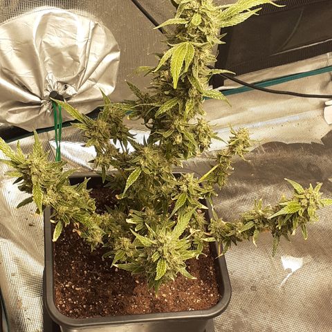 Gorilla Girl Fv growlog timeline photo